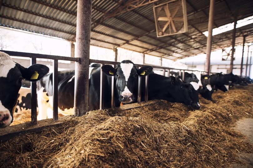 vigilancia-sanitaria-faz-alerta-a-pecuaristas-sobre-tuberculose-bovina