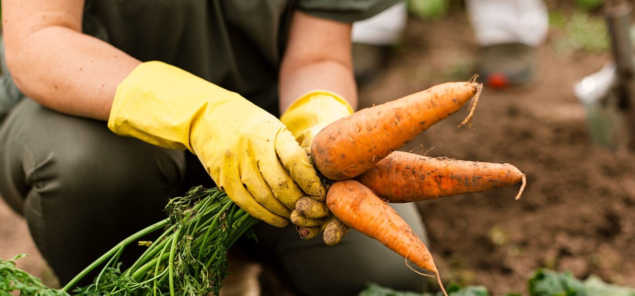 produtor-de-organicos-celio-ferracioli-convida-a-populacao-para-o-lancamento-do-seu-livro