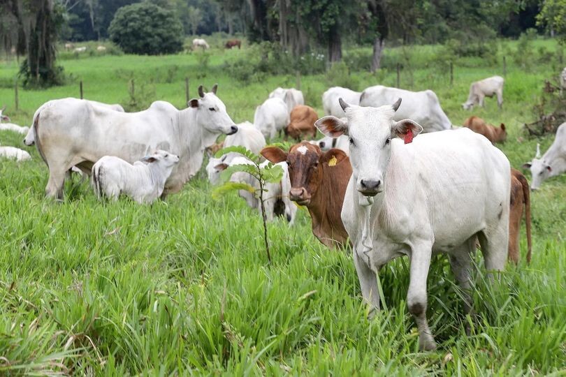 atencao-produtor-rural-marilandia-do-sul-alerta-para-o-prazo-de-atualizacao-de-rebanhos