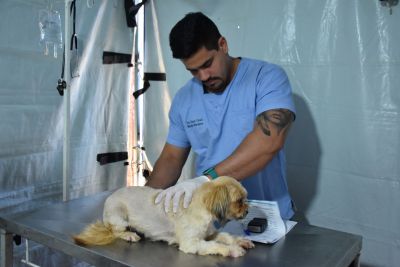 CastraPet realiza a esterilização de mais de 80 animais nos Distritos de São José e Nova Amoreira