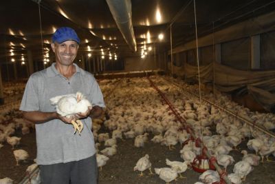 Criação de aves de corte cresceu 26% em Marilândia do Sul 