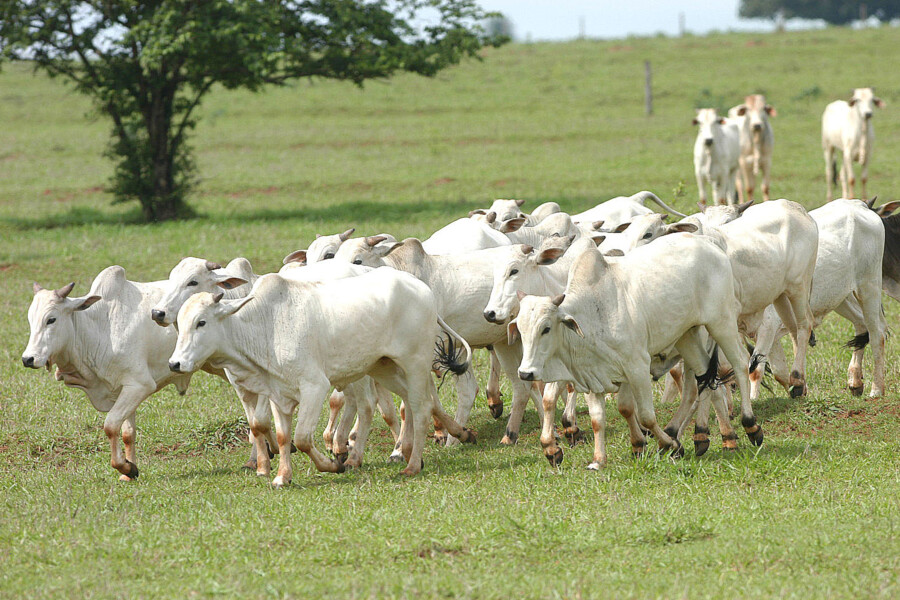 prefeitura-alerta-para-o-prazo-de-atualizacao-de-rebanho