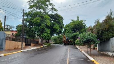Prefeitura trabalha na retirada de árvores que caíram devido à forte chuva