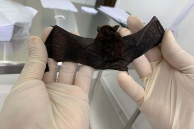Vigilância Sanitária de Marilândia do Sul faz alerta sobre Vírus da raiva em morcegos