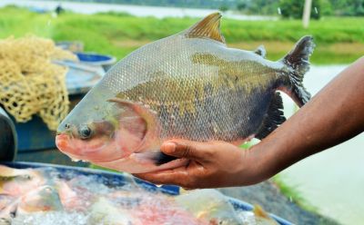 Sindicato Rural oferece curso de piscicultura para trabalhadores rurais